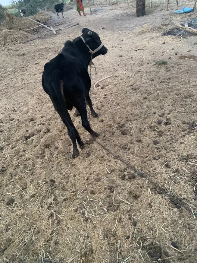 فروش دو عدد نر گاو چاق گوشتی|حیوانات مزرعه|چاه داد خدا, |دیوار