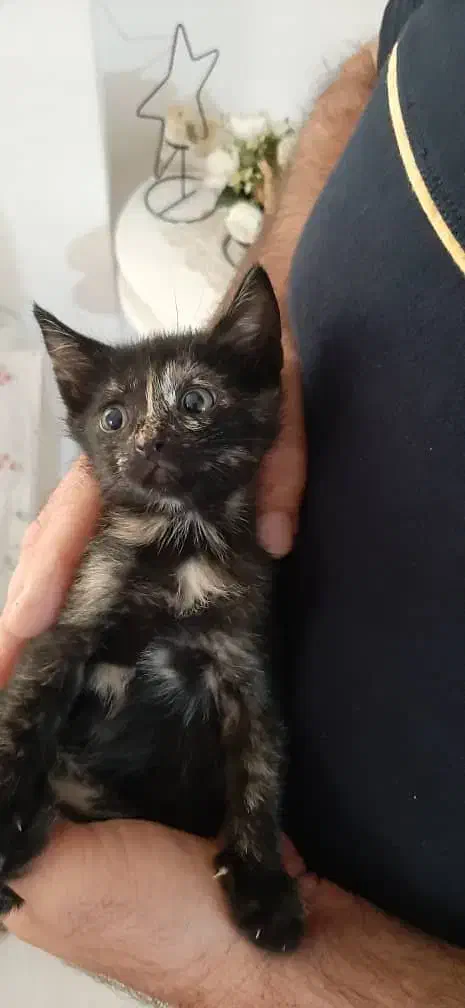 بچه گربه زیبا دوماه بدون مادر|گربه|رشت, معلولین|دیوار