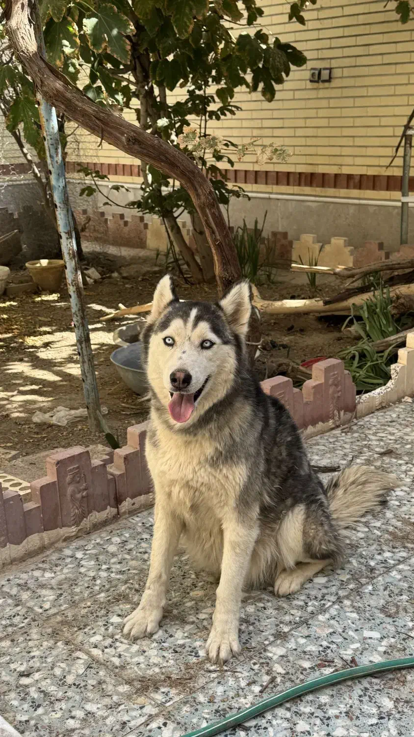 سگ هاسکی|سگ|سیرجان, |دیوار