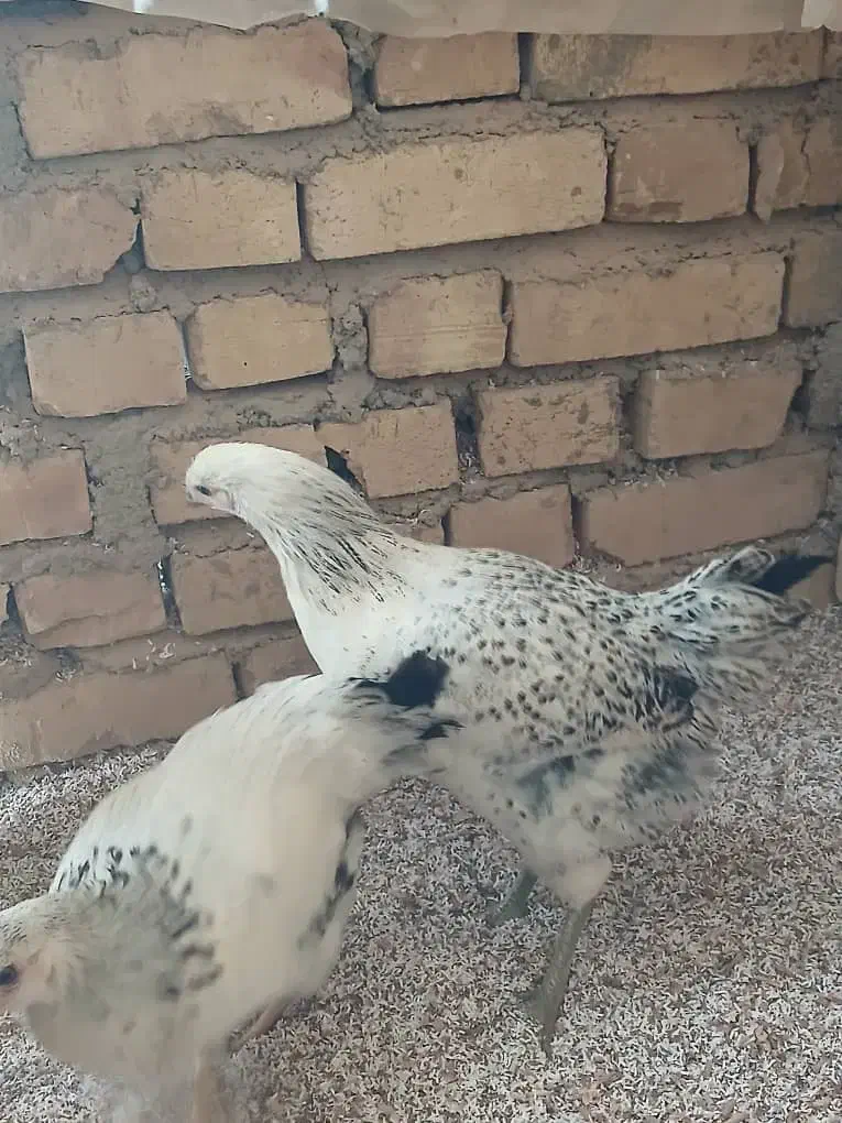 مرغ|حیوانات مزرعه|تاکستان, |دیوار