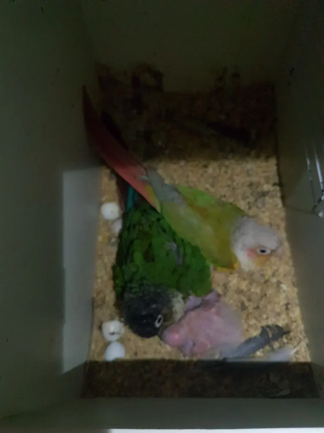 گرینچیک مولد|پرنده|مشهد, محمدآباد|دیوار