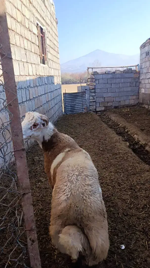 بره چاق برای قصابی|حیوانات مزرعه|سیلوانه, |دیوار