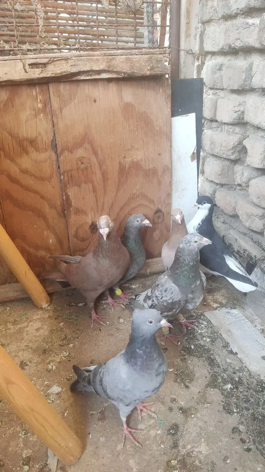 چندتا کفتر نر|پرنده|قزوین, |دیوار