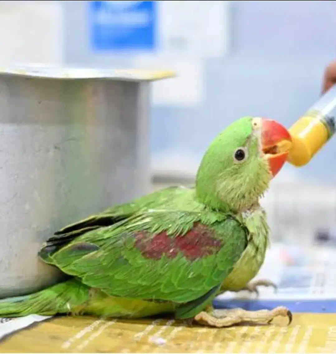 جوجه شاه طوطی|پرنده|بیرجند, |دیوار