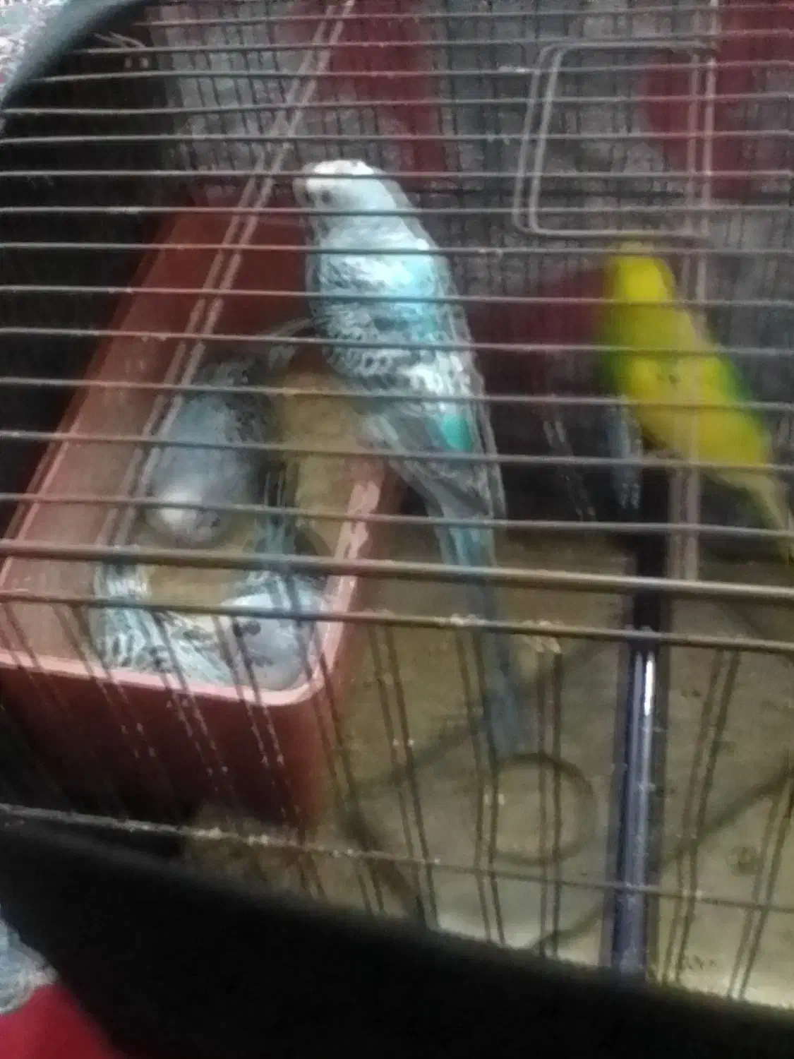 مرغ عشق مولد|پرنده|بندر ماهشهر, |دیوار