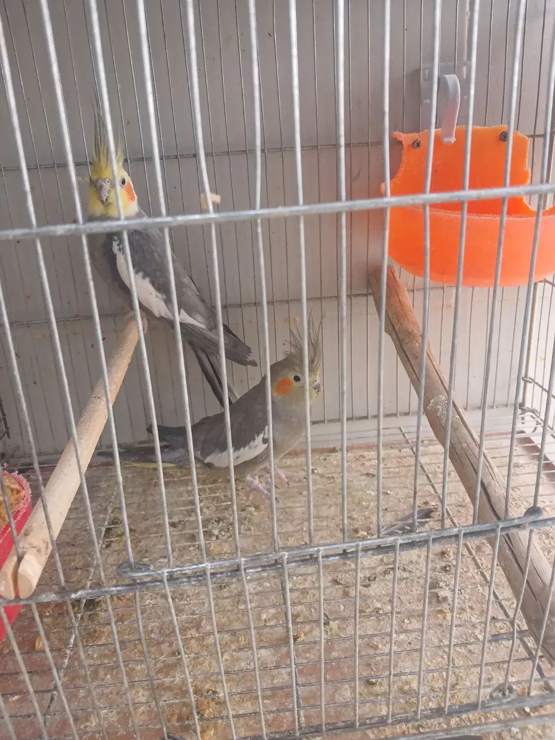 جفت عروس هلندی خاکستری|پرنده|بم, |دیوار