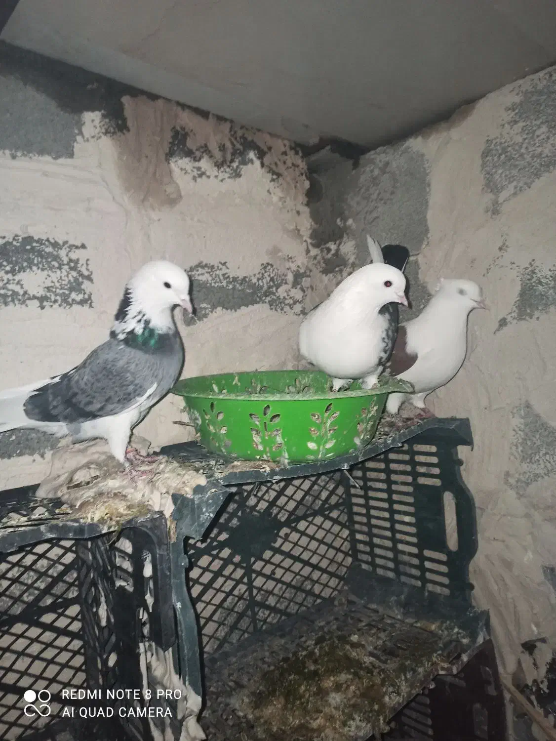 3عدد کبوتر یک نر دو ماده|پرنده|لاجان, |دیوار