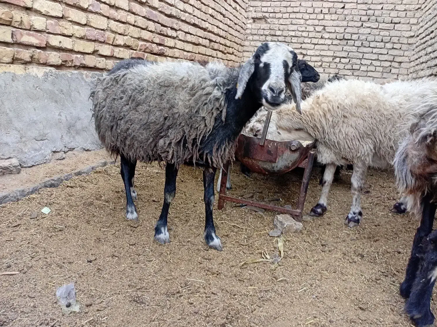 میش زاییده|حیوانات مزرعه|خمینی‌شهر, |دیوار