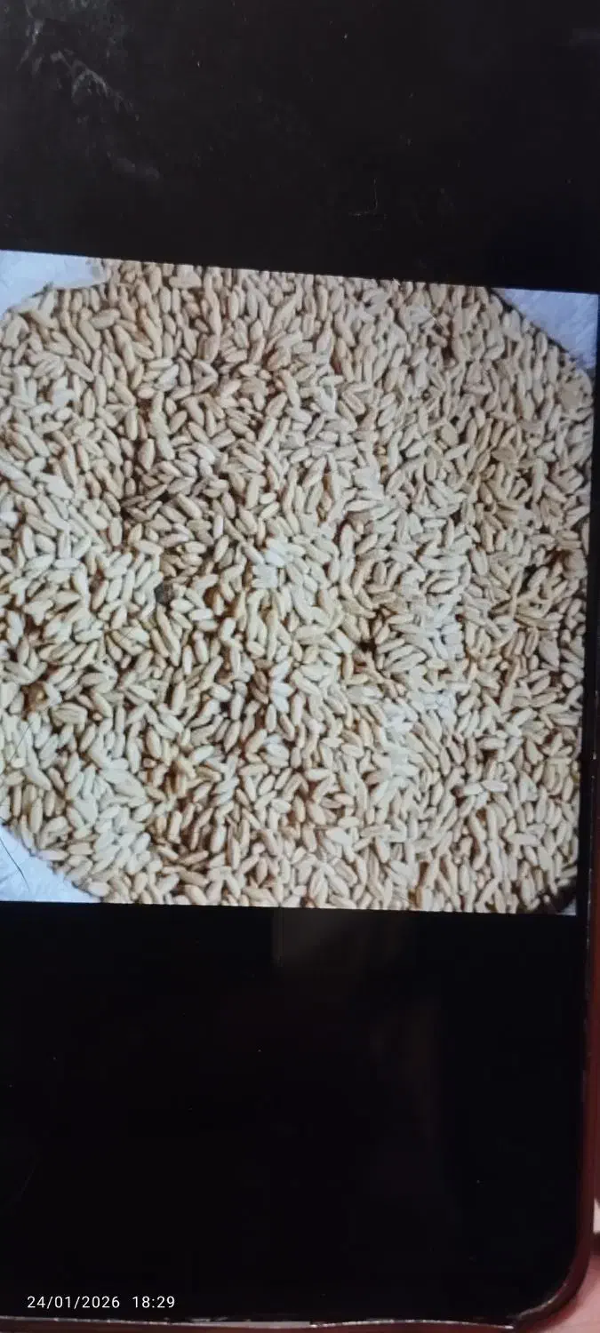 گندم|خدمات باغبانی و درختکاری|زنجانرود, |دیوار