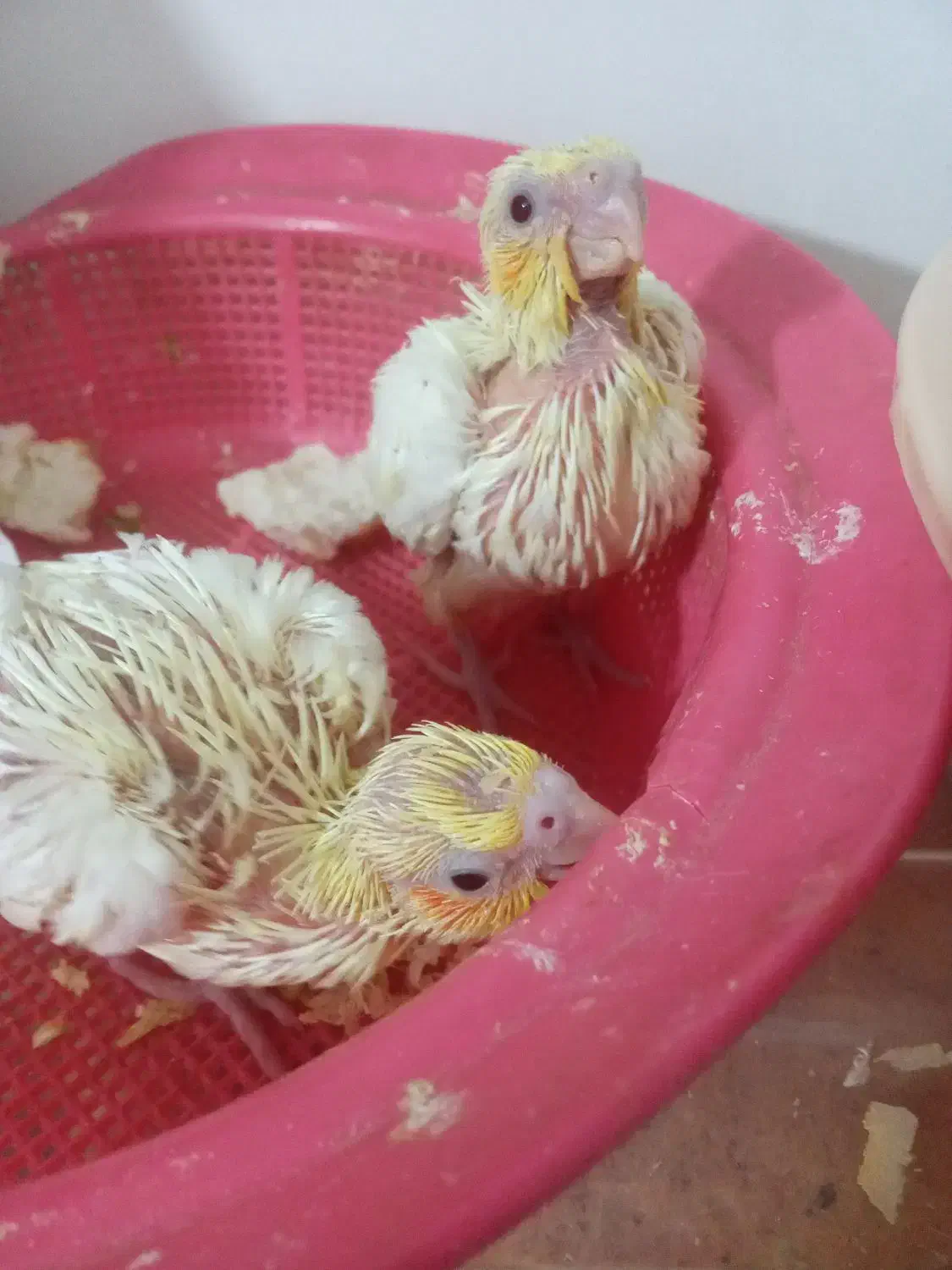 جوجه عروس هلندی نرمه خور|پرنده|مشهد, شهید قربانی|دیوار