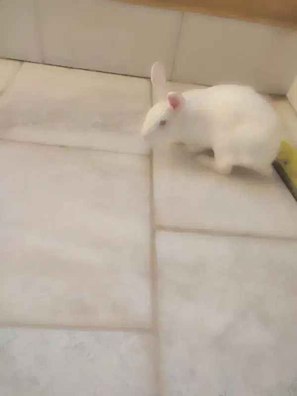 خرگوش چشم قرمز|موش و خرگوش|گلبهار, شهر جدید گلبهار|دیوار