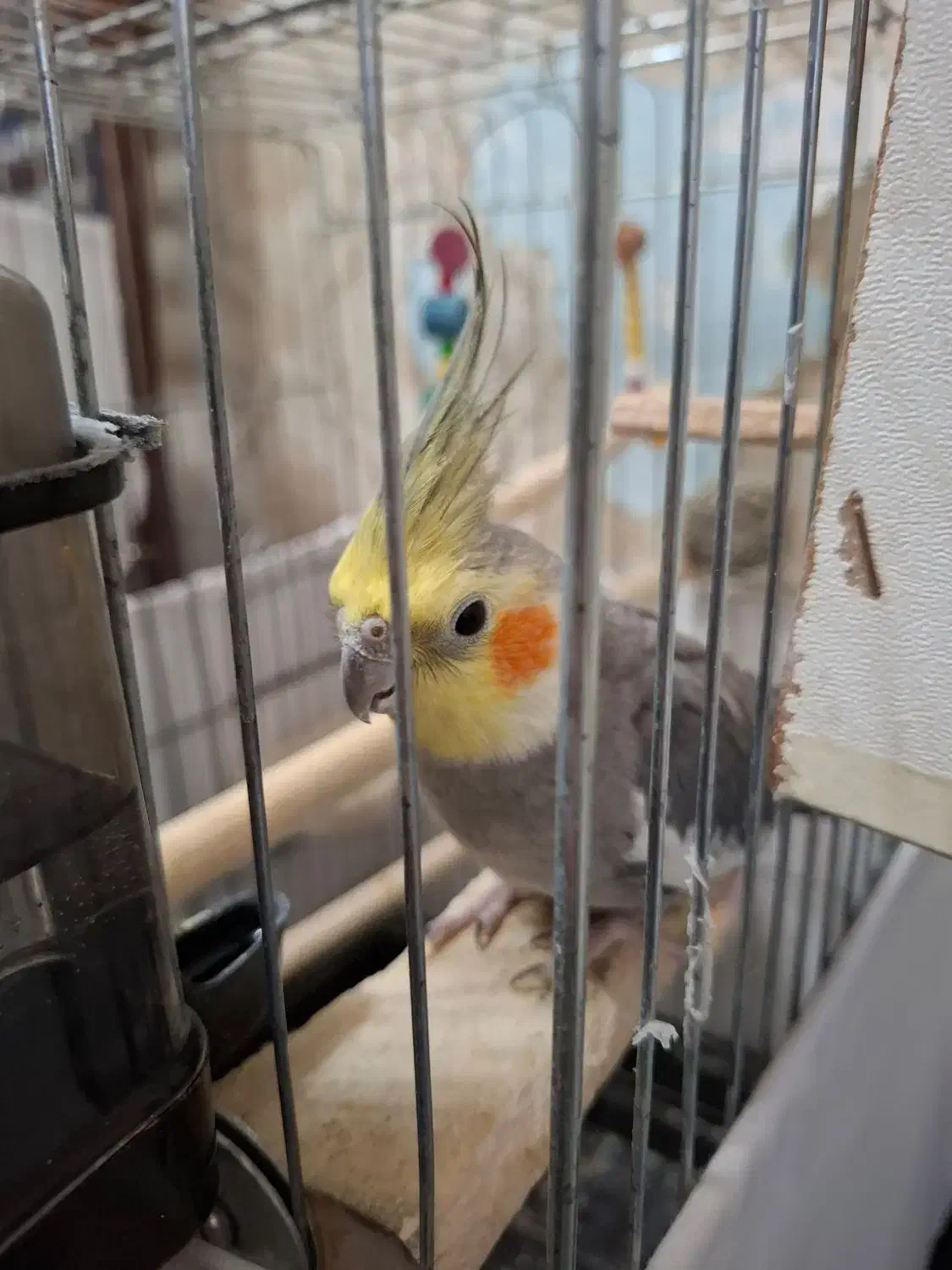 عروس هلندی مولد|پرنده|پاکدشت, پاکدشت (مامازند)|دیوار