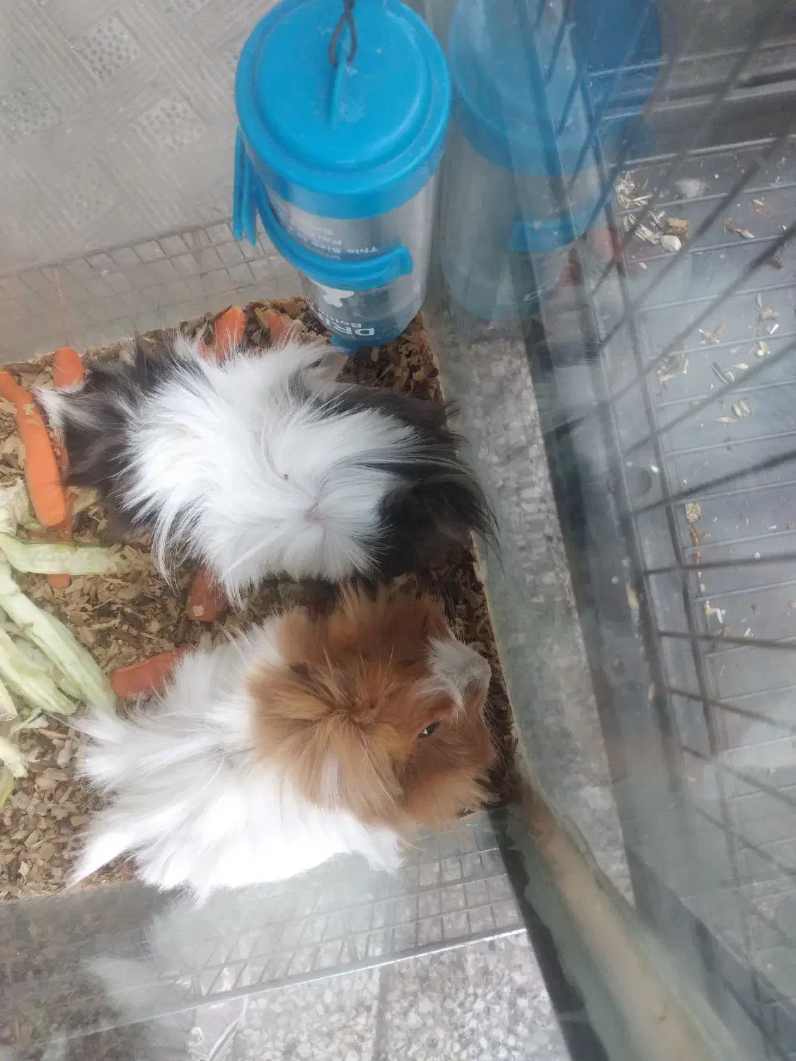 خوکچه و همستر|موش و خرگوش|قدس, شهرقدس|دیوار