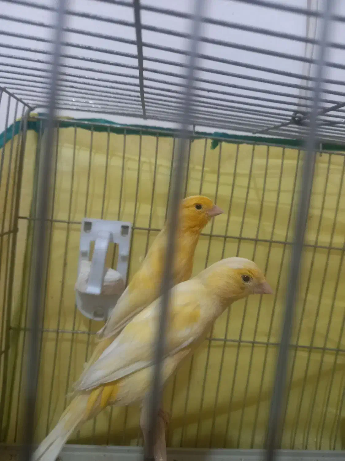 جفت قناری آماده لونه گرم کردن|پرنده|سیرجان, |دیوار