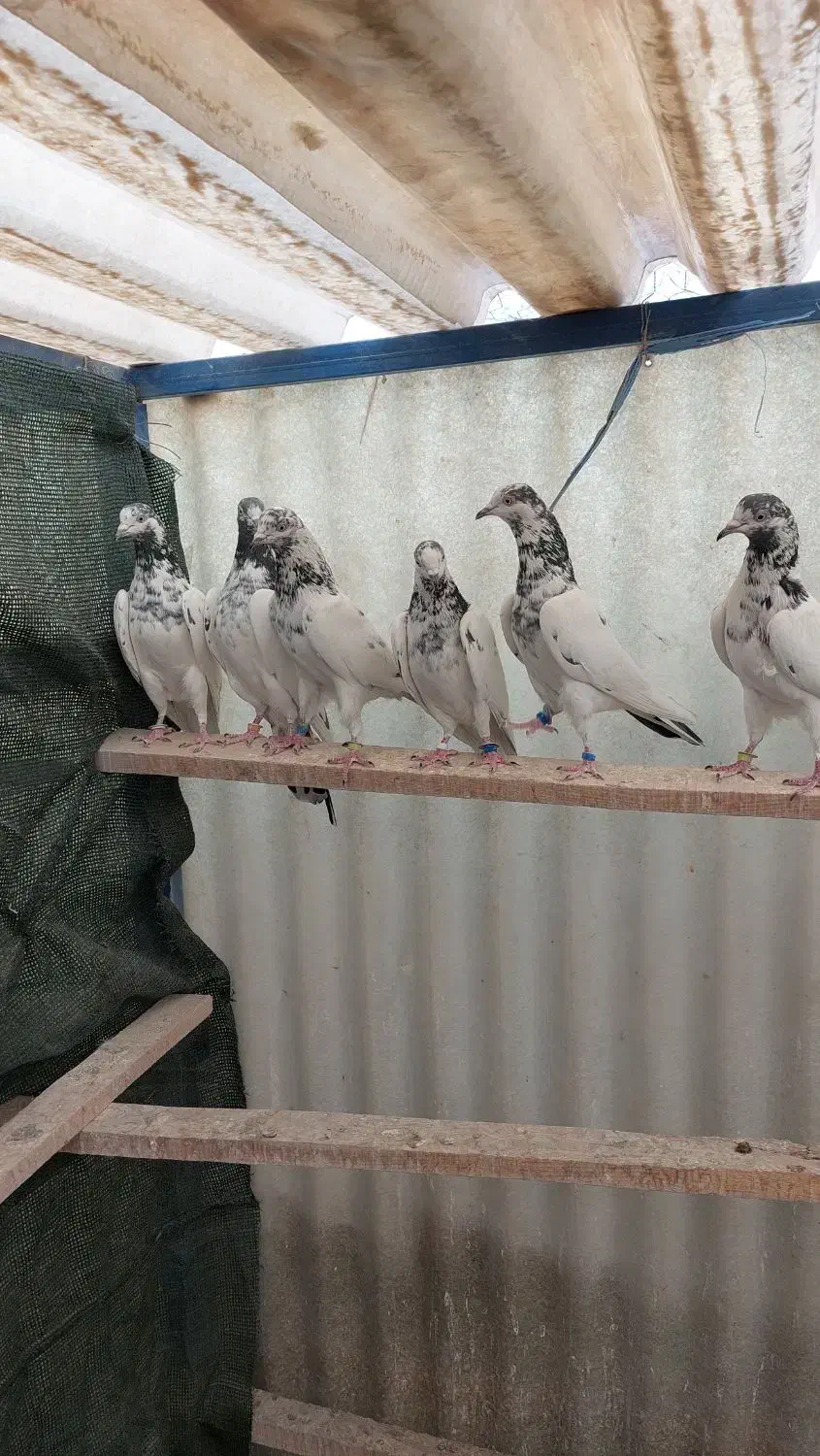 تیدی پاکستانی جانسیره|پرنده|اصفهان, عاشقآباد|دیوار