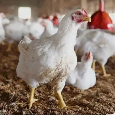 شاگردبرای مرغ فروشی ومرغ پرکنی نیاز دارم|استخدام خدمات فروشگاه و رستوران|زابل, |دیوار