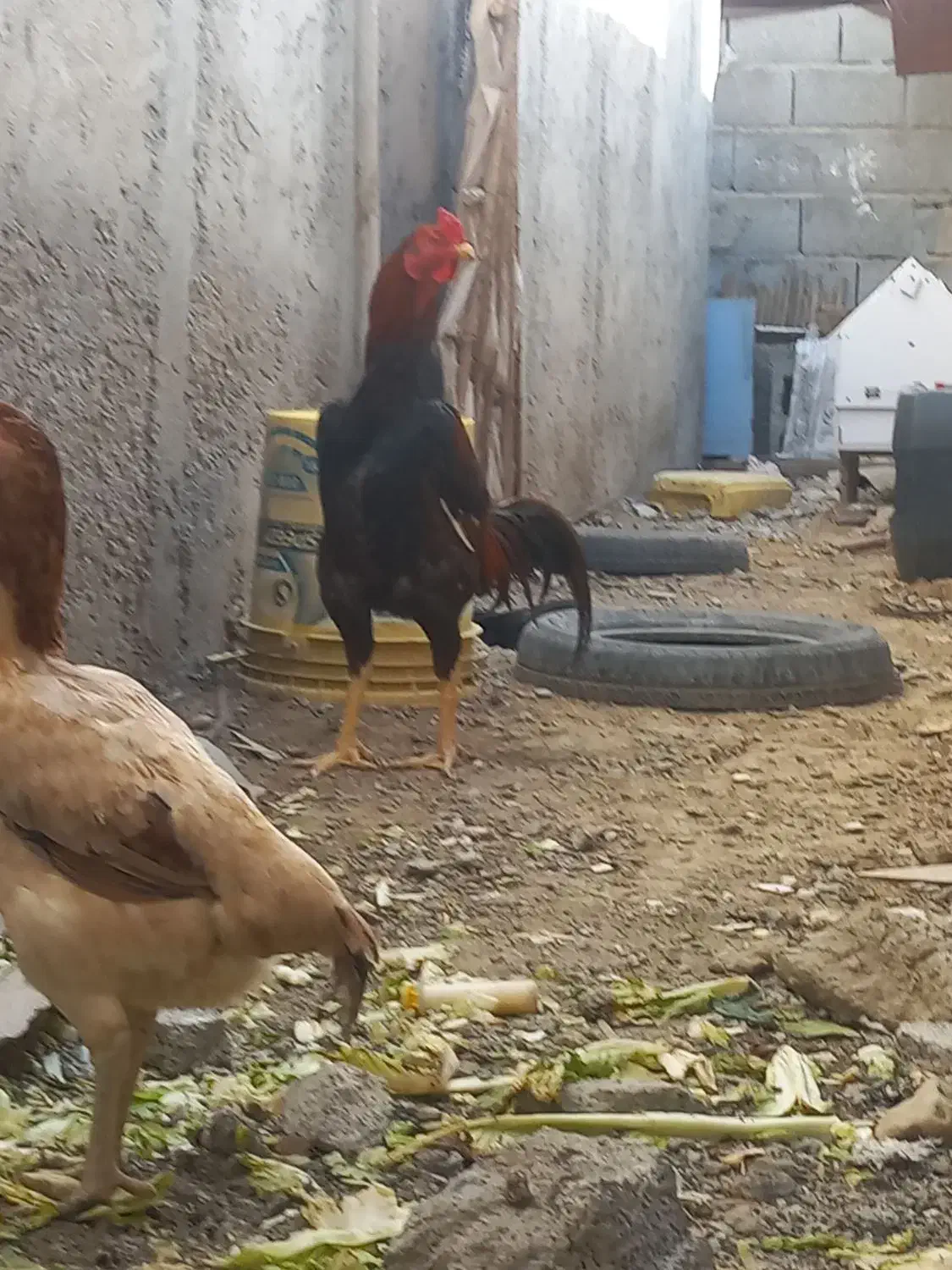 تخم مرغ لاری|حیوانات مزرعه|بندرعباس, |دیوار