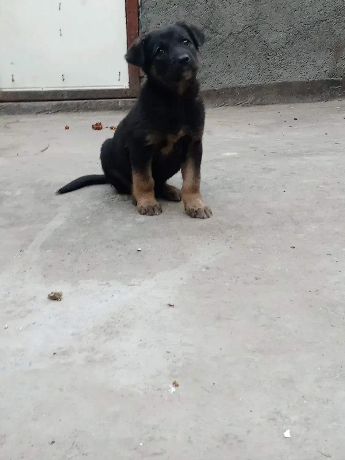 سگ ژرمن|سگ|مشهد, امیر آباد|دیوار