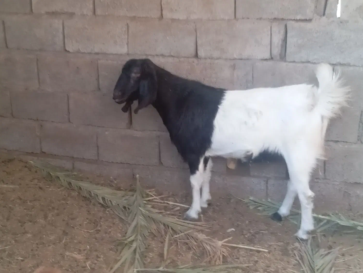 گوسفند بربری|حیوانات مزرعه|مهرستان, |دیوار