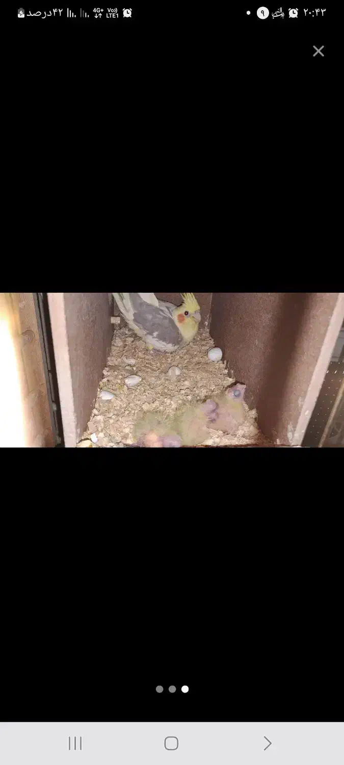 طوطی عروس هلندی جفت مولد|پرنده|همدان, |دیوار