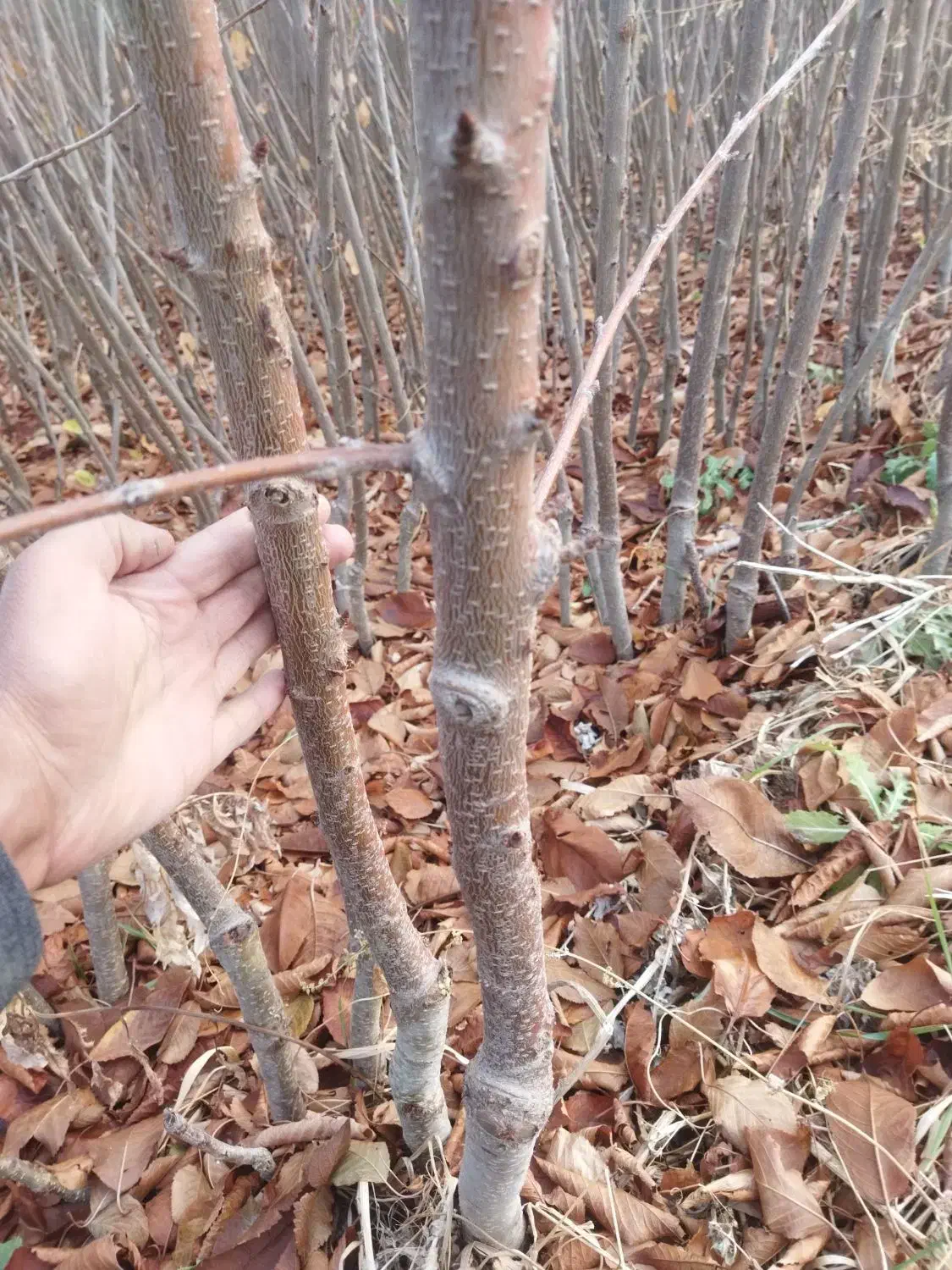 نهال|گل و گیاه طبیعی|میاندوآب, |دیوار