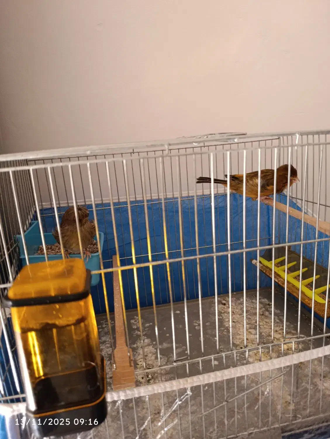 قناری نر بخون|پرنده|بندرعباس, |دیوار