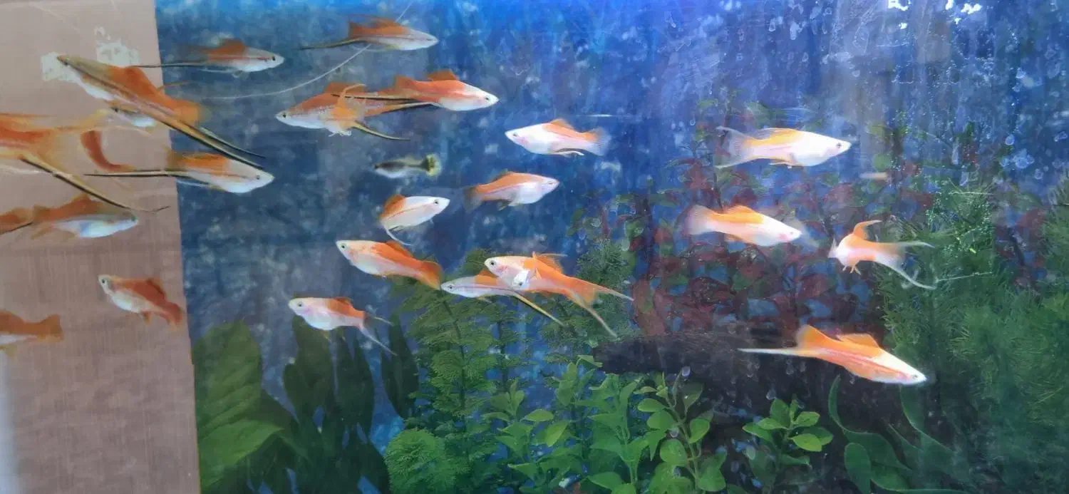 سوارتیل|ماهی|شاهرود, |دیوار