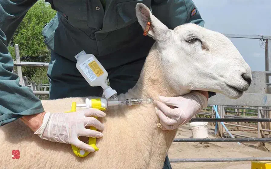 تزریق واکسن تب برفکی  هشدار به دامداران|خدمات آرایشگری و زیبایی|تربت‌حیدریه, حاجی یار‎|دیوار