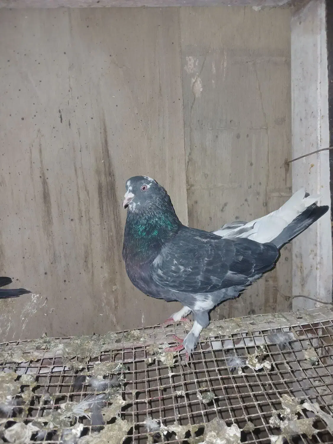 کبوتر نر|پرنده|محمدیار, |دیوار