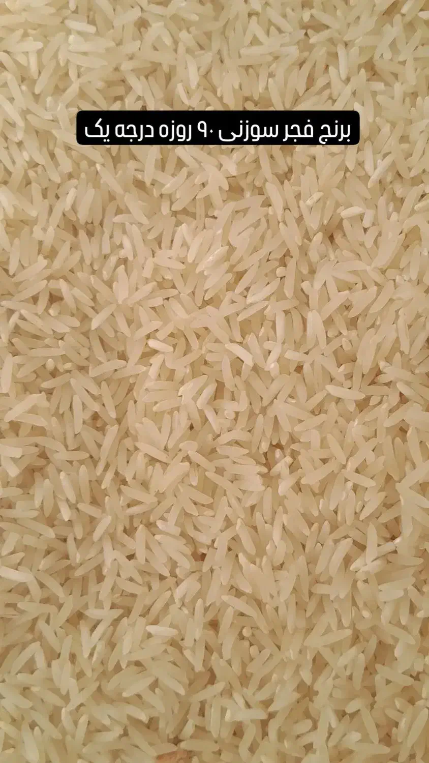 برنج فجر سوزنی|عمدهفروشی|دلند, |دیوار