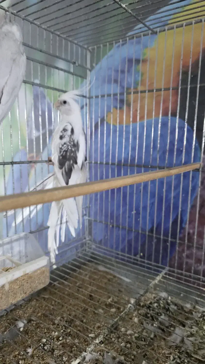 عروس هلندی|پرنده|بندر دیر, |دیوار