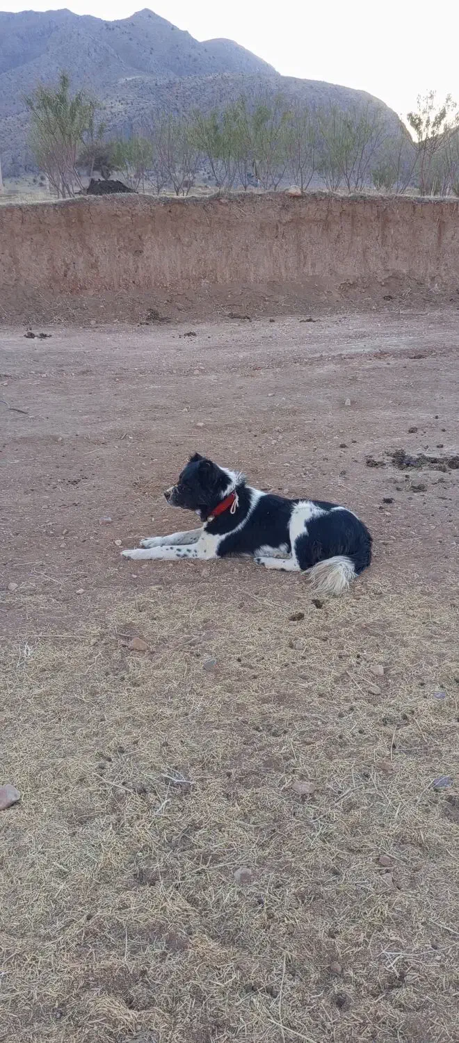 واگذاری|حیوانات مزرعه|ناغان, |دیوار