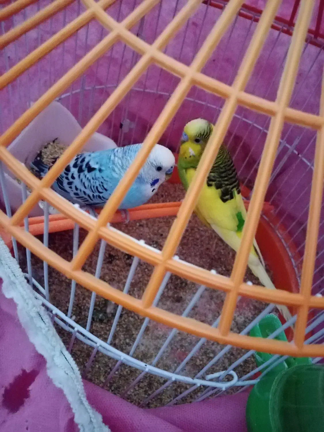 مرغ عشق دستی|پرنده|گرگان, |دیوار