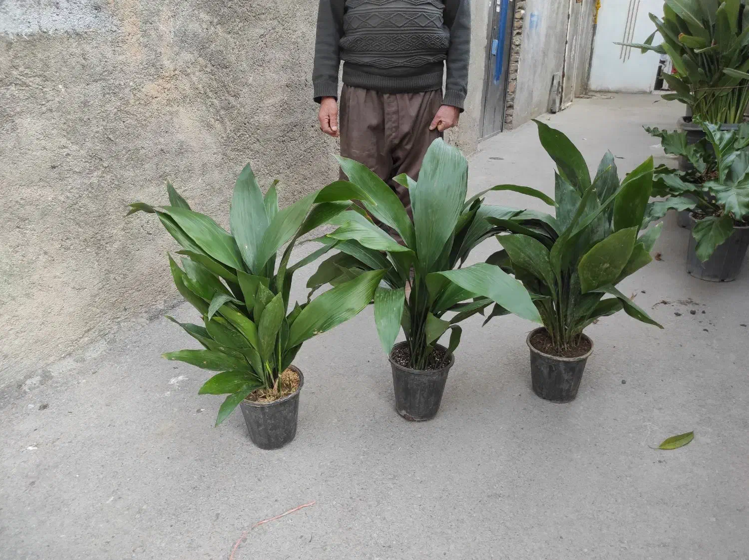 ۲۰ نوع گل اپارتمانی|گل و گیاه طبیعی|مشهد, پنجتن|دیوار