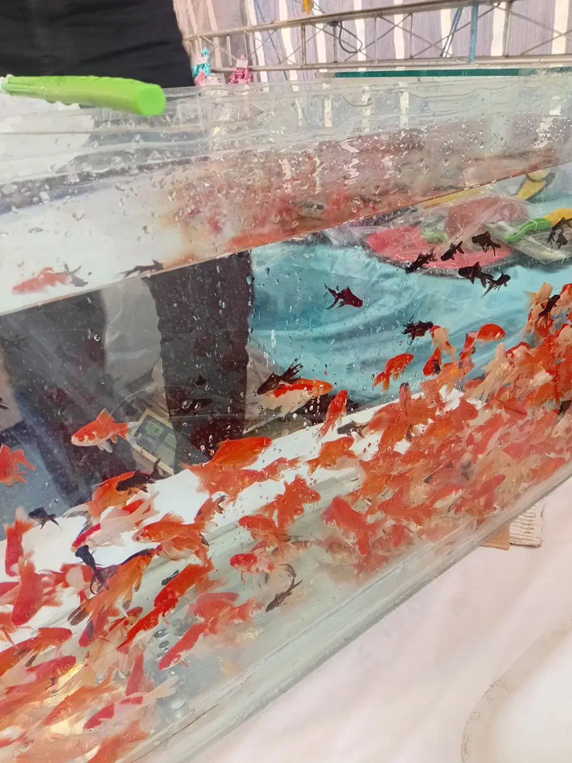 ماهی عید|ماهی|بندر ماهشهر, |دیوار