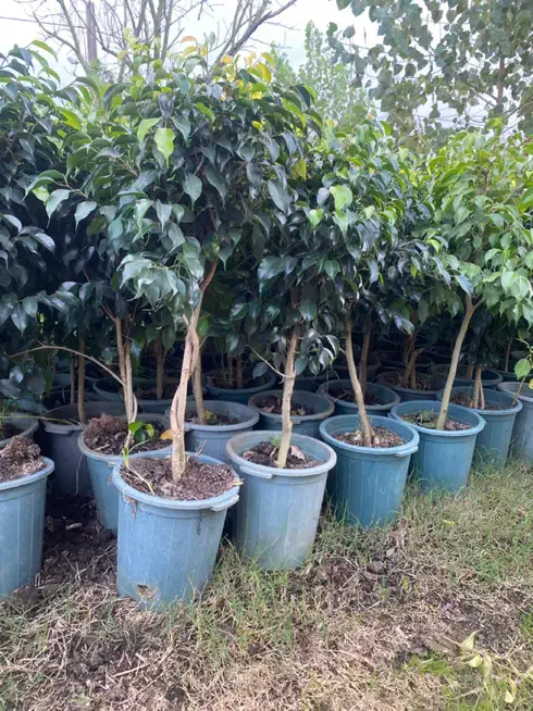 فروش انواع گل ها مستقیم از گلخانه|گل و گیاه طبیعی|رشت, شهرک قدس|دیوار