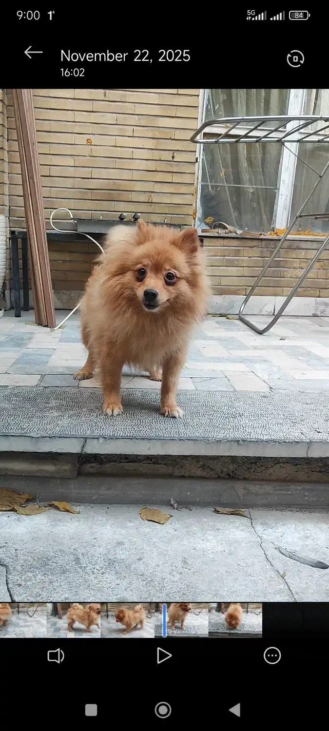 سگ ماده پامر ۲ ساله عروس|سگ|کرج, چمران|دیوار