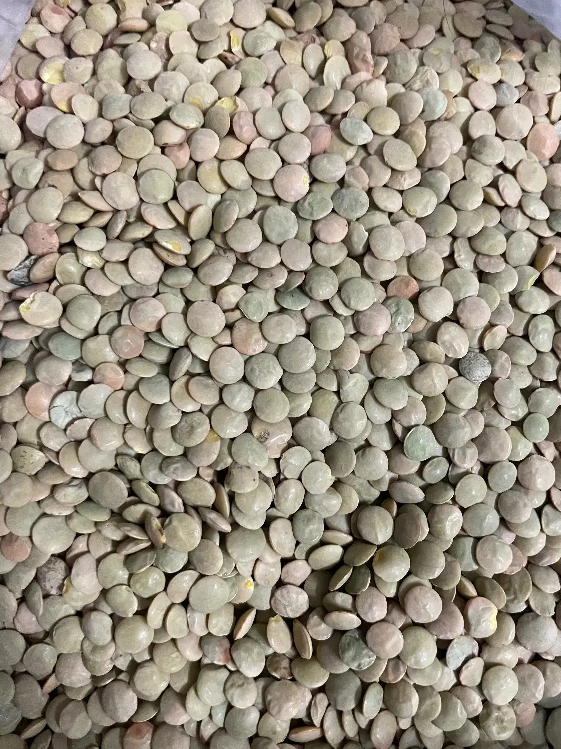 حبوبات|عمده‌فروشی|قم, باجک یک|دیوار