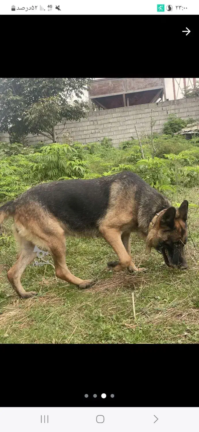 ژرمن اصیل ۱سال و ۴ماهه نژاد اصیل|سگ|عباسآباد, |دیوار