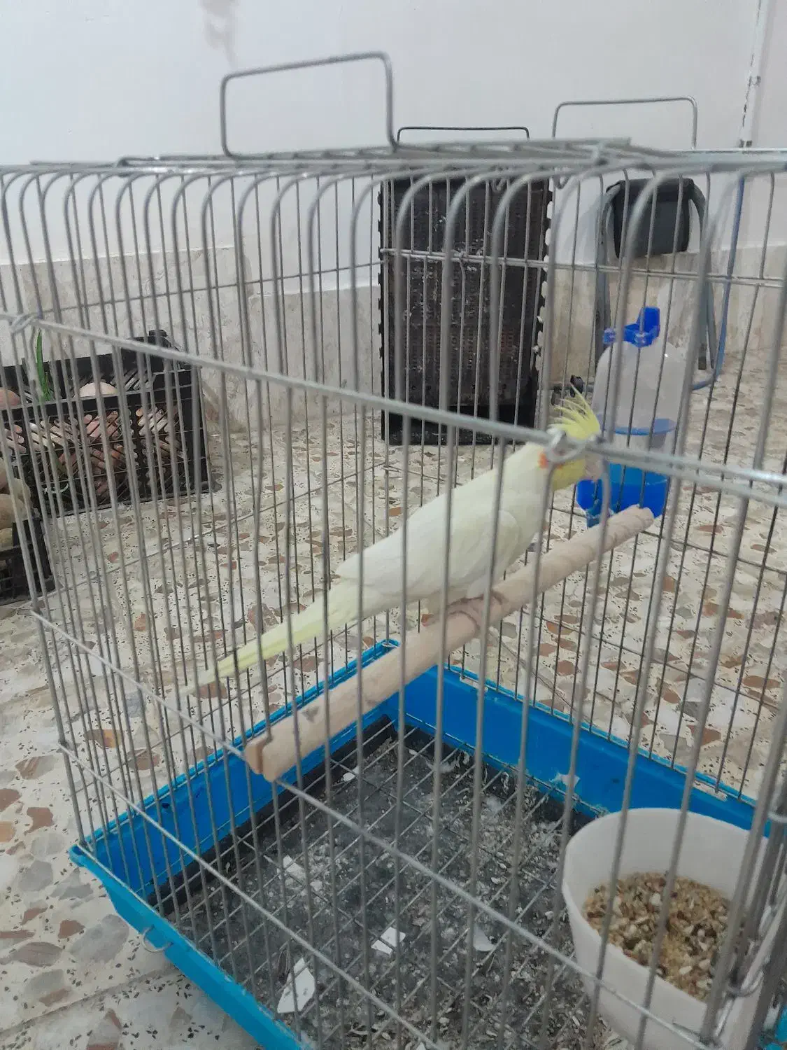 عروس هلندی. قناری|پرنده|تیران, |دیوار