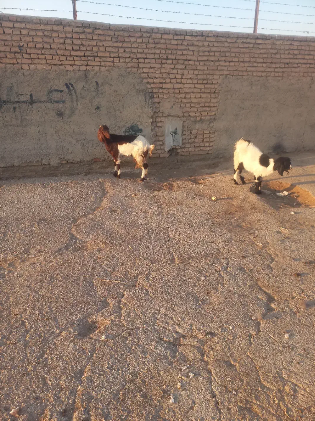 بز پاکستانی شیرا|حیوانات مزرعه|اصفهان, براآن شمالی|دیوار