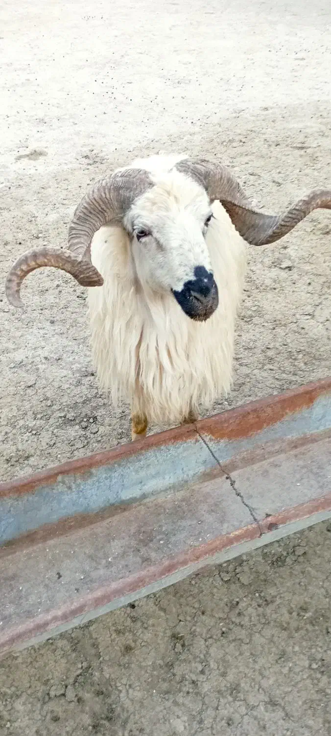 قوچ|حیوانات مزرعه|چالدران, |دیوار