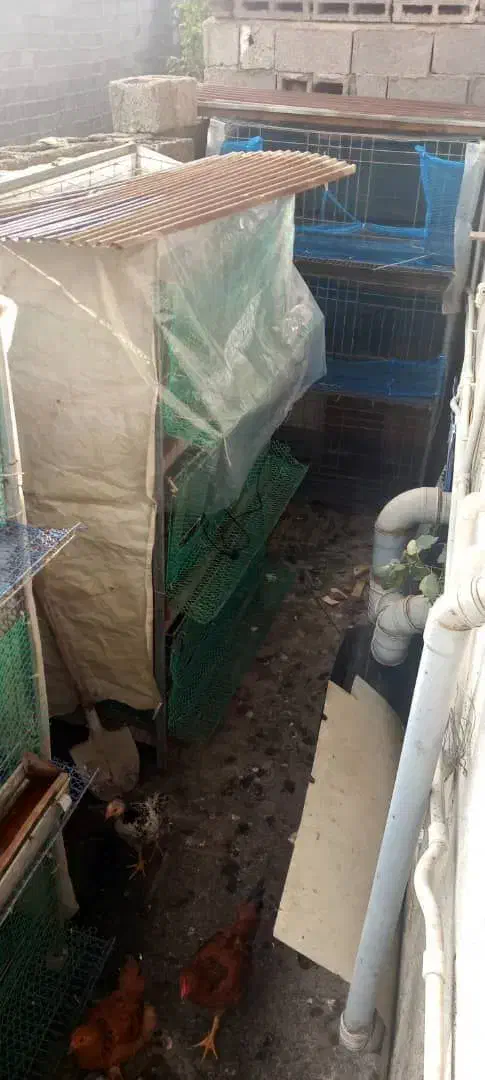 قفس کبوتر مرغ خروس و بلدرچین|لوازم جانبی حیوانات|رشت, جانبازان|دیوار