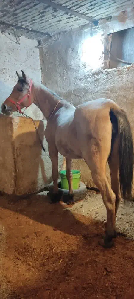 اسب|اسب و تجهیزات اسبسواری|سنندج, |دیوار