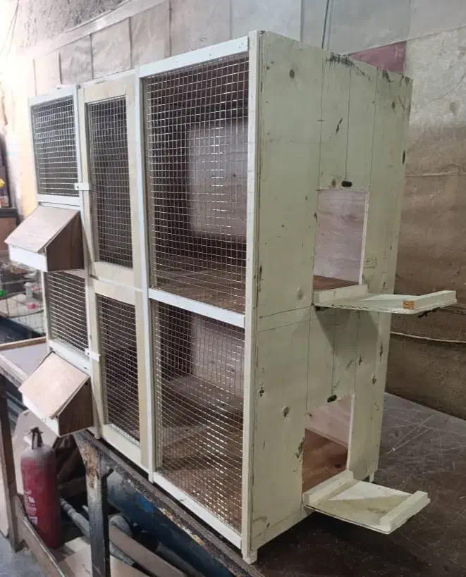 گنجه کبوتر|پرنده|تهران, سوهانک|دیوار