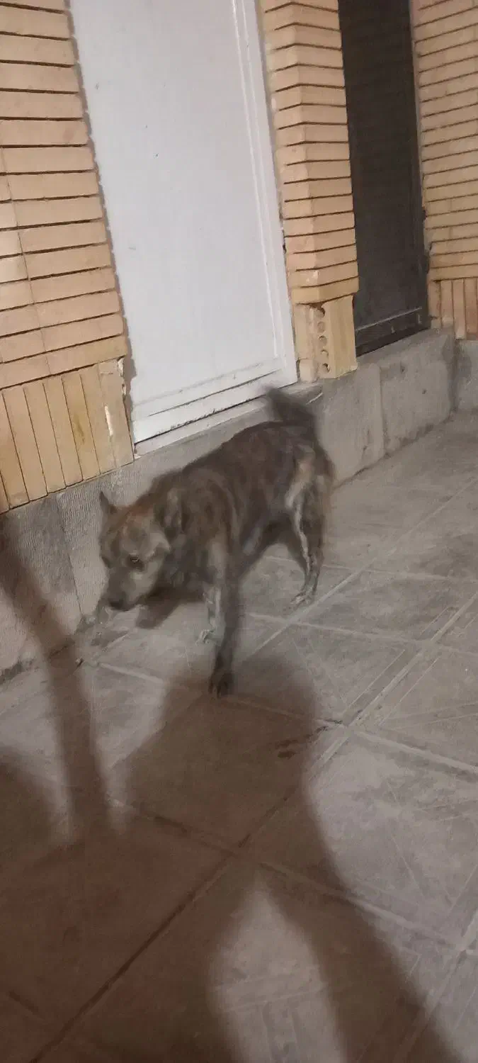 سگ فروشی|سگ|رفسنجان, |دیوار