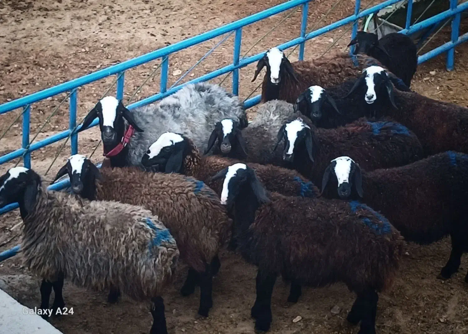 گوسفند ژن دار عتیقه شال بره ماده میش قوچ|حیوانات مزرعه|شیراز, آبیاری|دیوار