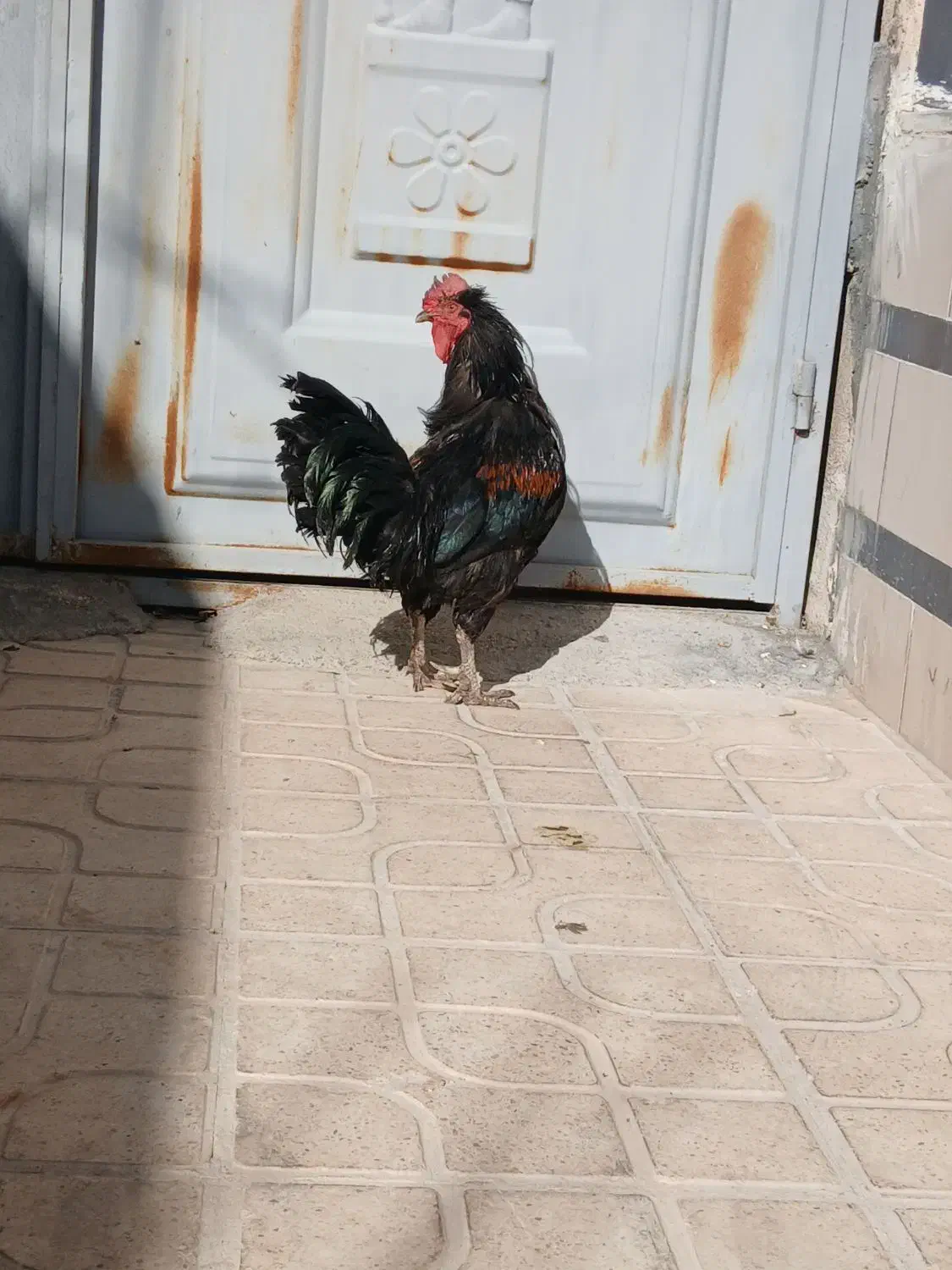 خروس|حیوانات مزرعه|مرودشت, شهرک مهدیه|دیوار