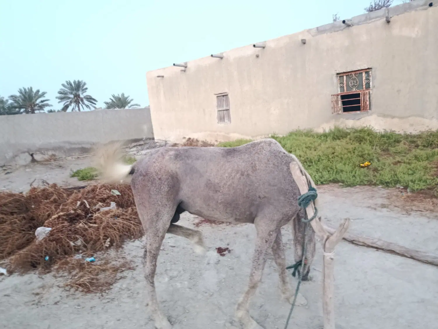 اسب|اسب و تجهیزات اسب‌سواری|سیریک, |دیوار