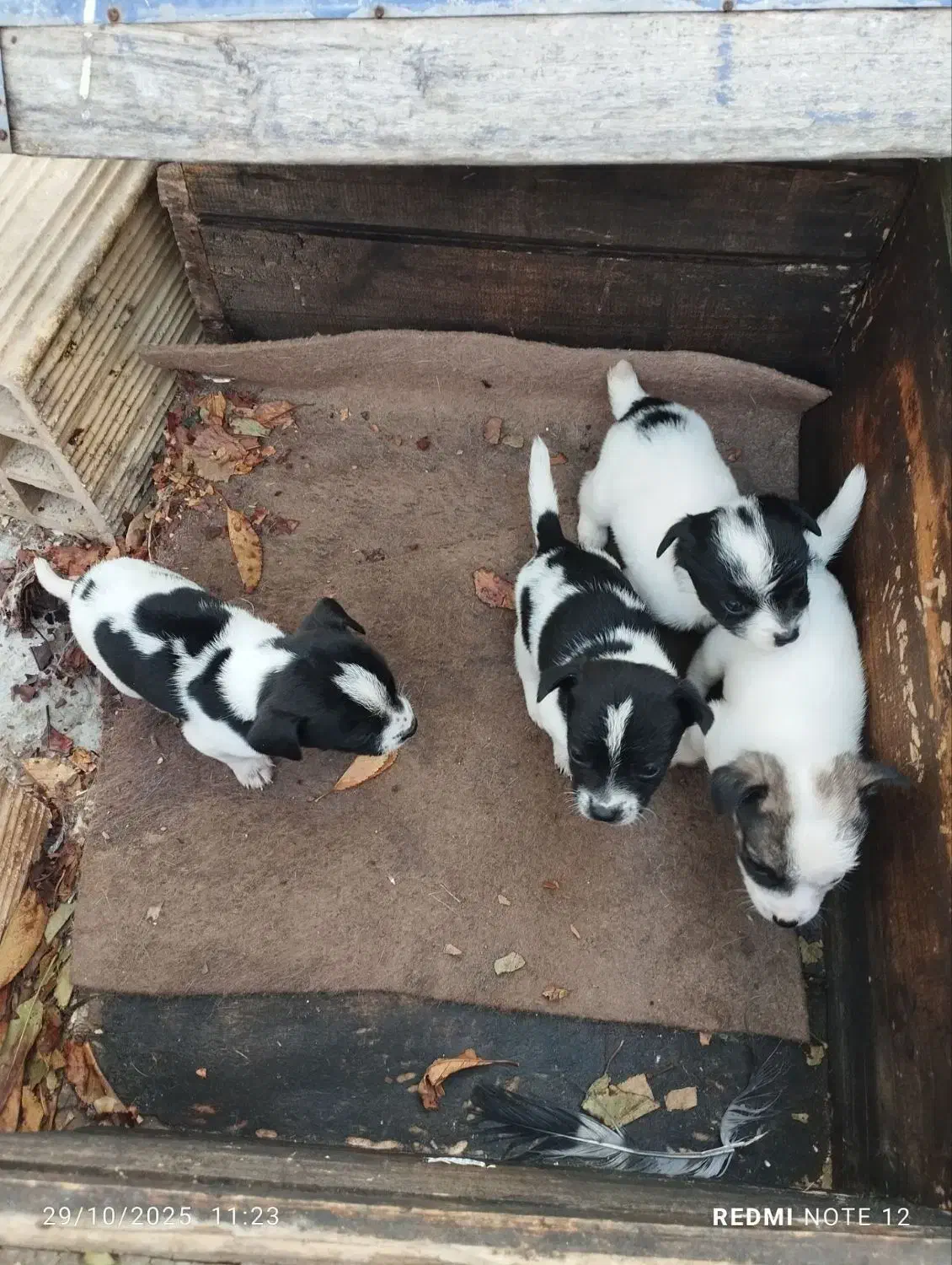 توله سگ پاکوتاه نژاد شیواوا|سگ|کرمانشاه, |دیوار